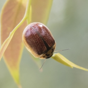 Paropsisterna agricola at Rockton, NSW - 18 Oct 2022 12:04 PM