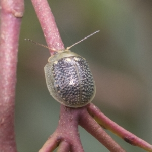 Paropsisterna decolorata at Rockton, NSW - 18 Oct 2022 12:07 PM