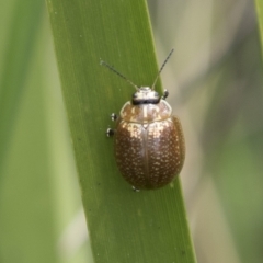 Paropsisterna cloelia (Eucalyptus variegated beetle) at Rockton, NSW - 18 Oct 2022 by AlisonMilton