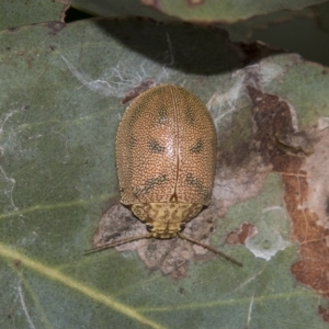 Paropsis atomaria at Rockton, NSW - 18 Oct 2022