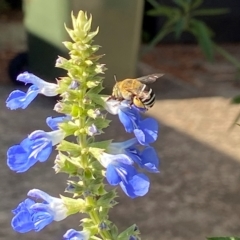 Amegilla sp. (genus) (Blue Banded Bee) at Holder, ACT - 18 Feb 2023 by AJB