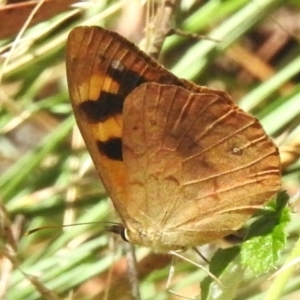 Heteronympha solandri at Paddys River, ACT - 19 Feb 2023