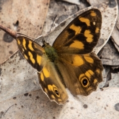 Heteronympha solandri (Solander's Brown) at Cotter River, ACT - 17 Feb 2023 by SWishart