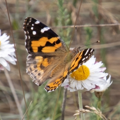 Vanessa kershawi (Australian Painted Lady) at Cotter River, ACT - 17 Feb 2023 by SWishart