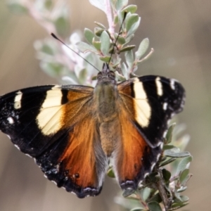 Vanessa itea at Cotter River, ACT - 17 Feb 2023