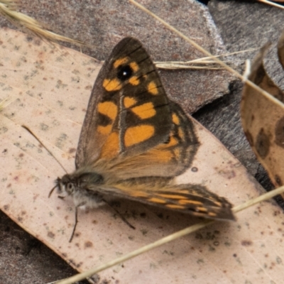 Geitoneura klugii (Marbled Xenica) at Cotter River, ACT - 17 Feb 2023 by SWishart