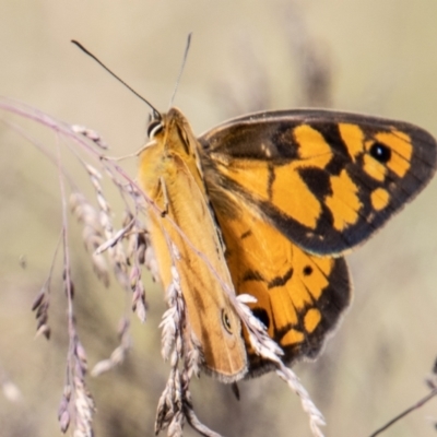 Heteronympha penelope (Shouldered Brown) at Cotter River, ACT - 17 Feb 2023 by SWishart