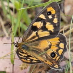 Heteronympha penelope (Shouldered Brown) at Cotter River, ACT - 17 Feb 2023 by SWishart