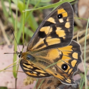 Heteronympha penelope at Cotter River, ACT - 17 Feb 2023