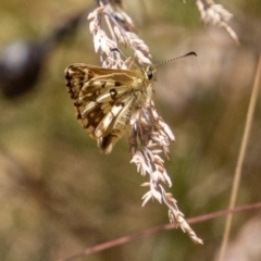 Anisynta monticolae (Montane grass-skipper) at Cotter River, ACT - 17 Feb 2023 by SWishart