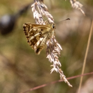 Anisynta monticolae at Cotter River, ACT - 17 Feb 2023