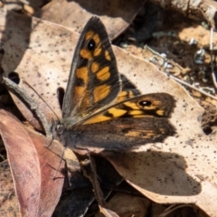 Geitoneura klugii (Marbled Xenica) at Cotter River, ACT - 17 Feb 2023 by SWishart