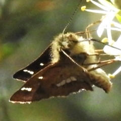 Dispar compacta (Barred Skipper) at Paddys River, ACT - 19 Feb 2023 by JohnBundock