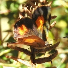 Paralucia aurifera (Bright Copper) at Tidbinbilla Nature Reserve - 19 Feb 2023 by JohnBundock