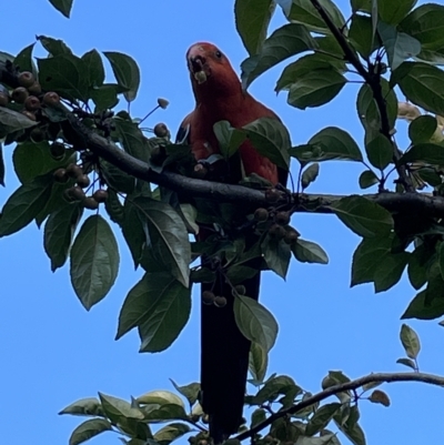 Alisterus scapularis (Australian King-Parrot) at Jerrabomberra, NSW - 19 Feb 2023 by Mavis