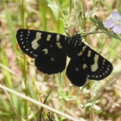 Phalaenoides tristifica (Willow-herb Day-moth) at Paddys River, ACT - 19 Feb 2023 by JohnBundock