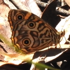 Geitoneura acantha (Ringed Xenica) at Paddys River, ACT - 18 Feb 2023 by JohnBundock