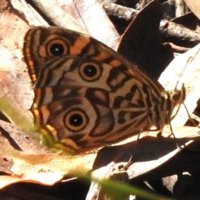 Geitoneura acantha (Ringed Xenica) at Paddys River, ACT - 18 Feb 2023 by JohnBundock