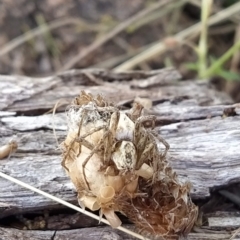 Oxyopes sp. (genus) (Lynx spider) at Fadden, ACT - 19 Feb 2023 by KumikoCallaway