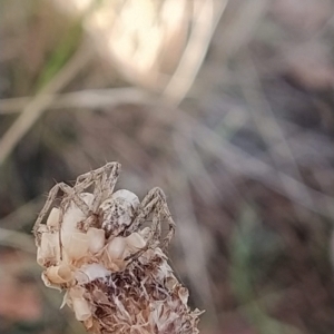 Oxyopes sp. (genus) at Fadden, ACT - 19 Feb 2023