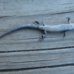 Lampropholis delicata (Delicate Skink) at Weston, ACT - 19 Feb 2023 by jmcleod