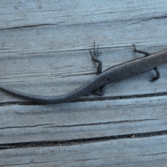 Lampropholis delicata at Weston, ACT - suppressed