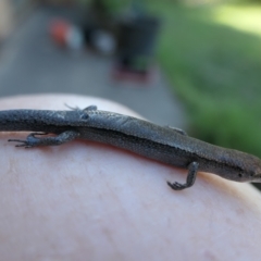 Lampropholis delicata at Weston, ACT - suppressed