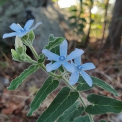 Oxypetalum coeruleum at Fadden, ACT - 19 Feb 2023