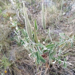 Oxypetalum coeruleum at Fadden, ACT - 19 Feb 2023