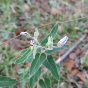 Oxypetalum coeruleum at Fadden, ACT - 19 Feb 2023