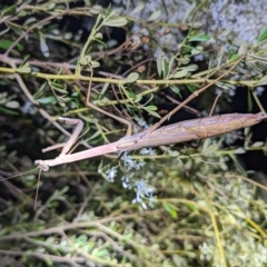 Unidentified Praying mantis (Mantodea) at Kambah, ACT - 17 Feb 2023 by HelenCross