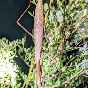 Archimantis latistyla at Kambah, ACT - 17 Feb 2023 09:40 PM