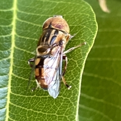 Eristalinus punctulatus (Golden Native Drone Fly) at Acton, ACT - 19 Feb 2023 by Hejor1