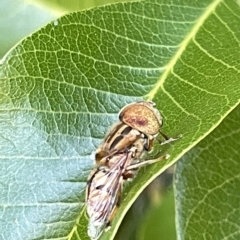 Eristalinus punctulatus at Acton, ACT - 19 Feb 2023