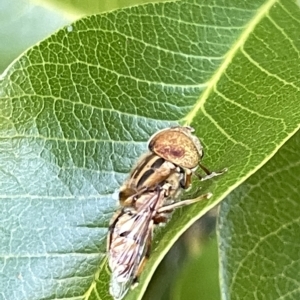 Eristalinus punctulatus at Acton, ACT - 19 Feb 2023