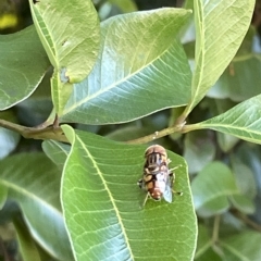 Eristalinus punctulatus at Acton, ACT - 19 Feb 2023