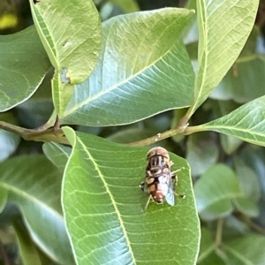 Eristalinus punctulatus at Acton, ACT - 19 Feb 2023