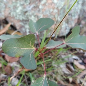 Brachychiton populneus at Fadden, ACT - 19 Feb 2023 07:48 AM