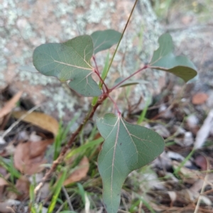 Brachychiton populneus at Fadden, ACT - 19 Feb 2023 07:48 AM