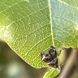 Tebenna micalis at Acton, ACT - 19 Feb 2023 03:36 PM