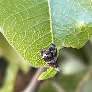 Tebenna micalis at Acton, ACT - 19 Feb 2023 03:36 PM