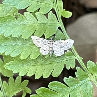 Chloroclystis (genus) (A geometer moth) at Acton, ACT - 19 Feb 2023 by Hejor1