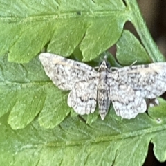 Chloroclystis (genus) at Acton, ACT - 19 Feb 2023