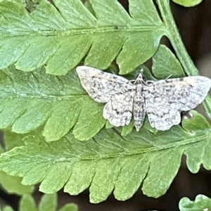 Chloroclystis (genus) at Acton, ACT - 19 Feb 2023