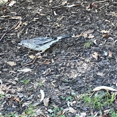 Anthochaera carunculata (Red Wattlebird) at ANBG - 19 Feb 2023 by Hejor1