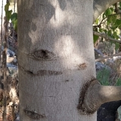 Brachychiton populneus at Fadden, ACT - 19 Feb 2023 08:48 AM