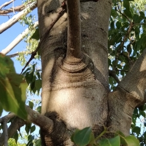 Brachychiton populneus at Fadden, ACT - 19 Feb 2023