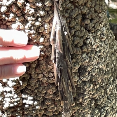 Psychidae (family) IMMATURE (Unidentified case moth or bagworm) at Acton, ACT - 19 Feb 2023 by Hejor1