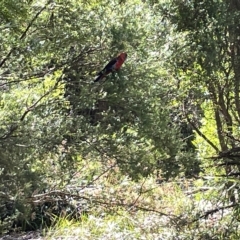 Platycercus elegans (Crimson Rosella) at Acton, ACT - 19 Feb 2023 by Hejor1