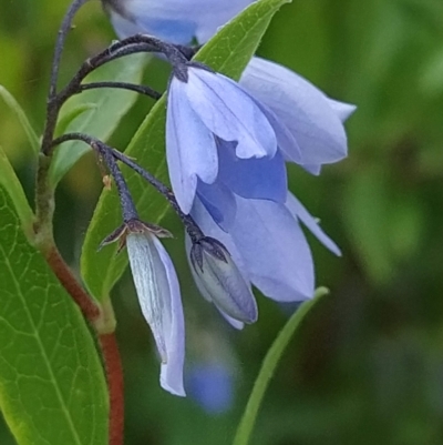 Billardiera heterophylla (Western Australian Bluebell Creeper) at Fadden, ACT - 18 Feb 2023 by KumikoCallaway